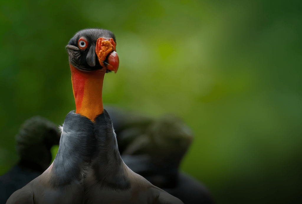 Zopilote Rey - King Vulture - Boca Tapada Costa Rica