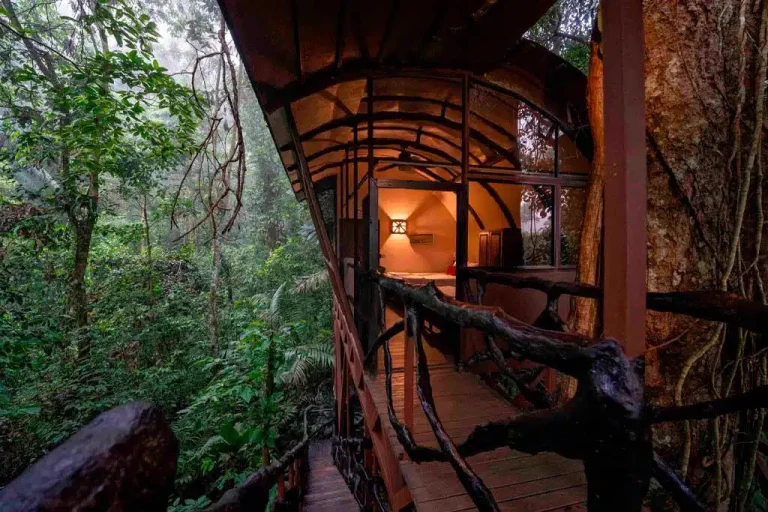 Tree house - Maquenque Lodge